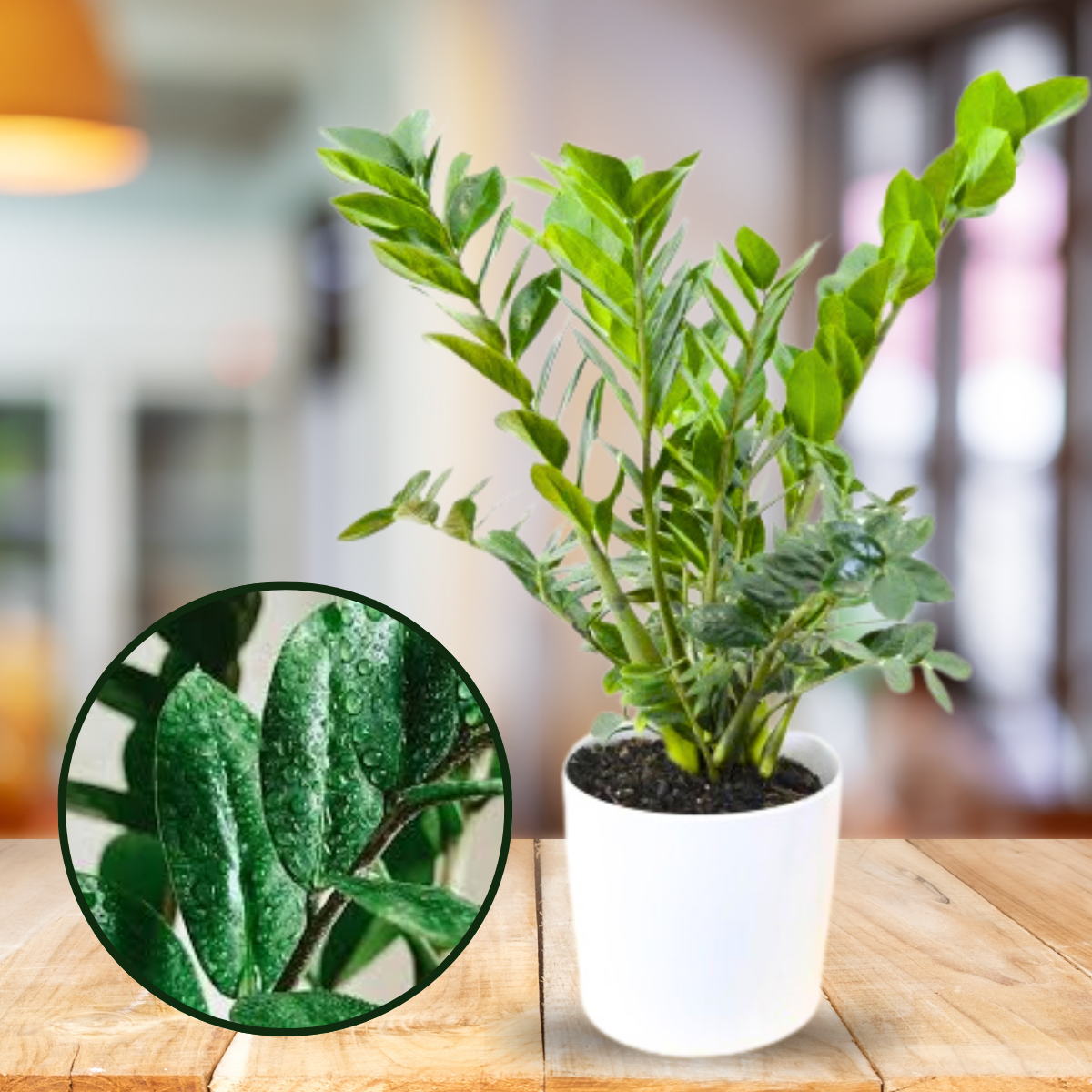 ZZ Zamioculcas Zamiifolia Live Plant