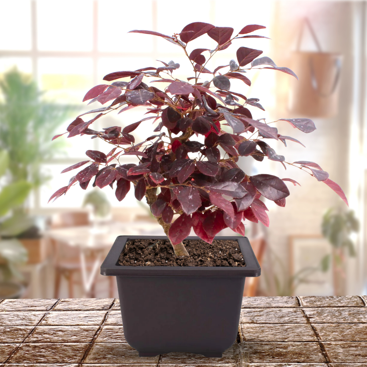 Live Bonsai Loropetalum Plant with Bonsai Pot