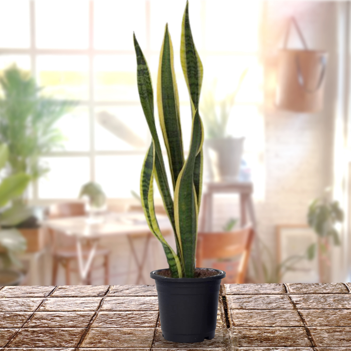 Sanseveria Snake Plant (Pot Included) Air Purifier