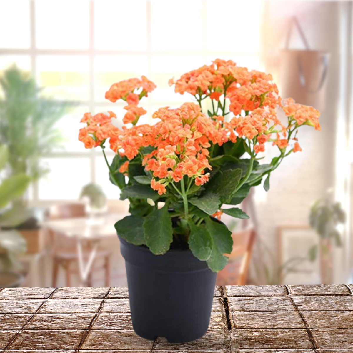 Orange Kalanchoe Plant with pot