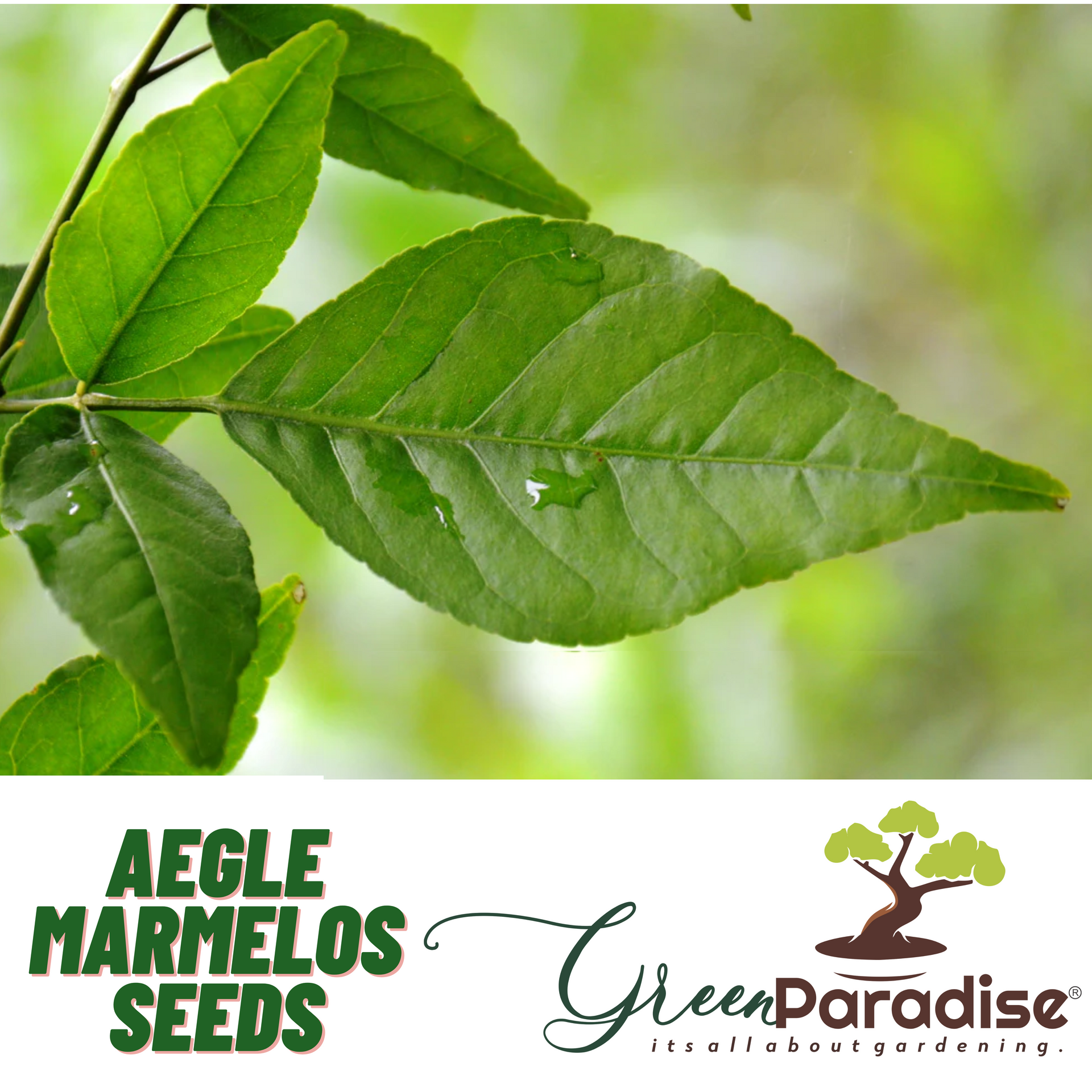 Green Paradise aegle marmelos seeds