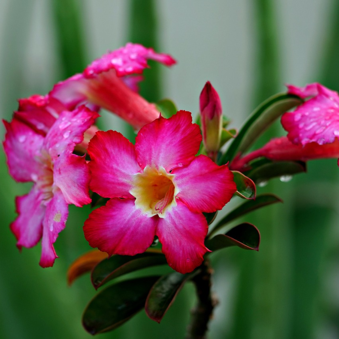 Green Paradise Adenium  Plant Pink white Mix Color FLowering With Pot