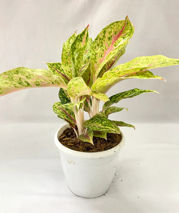 Aglaonema rotundum 'Spark' Live Plant-Green Paradise