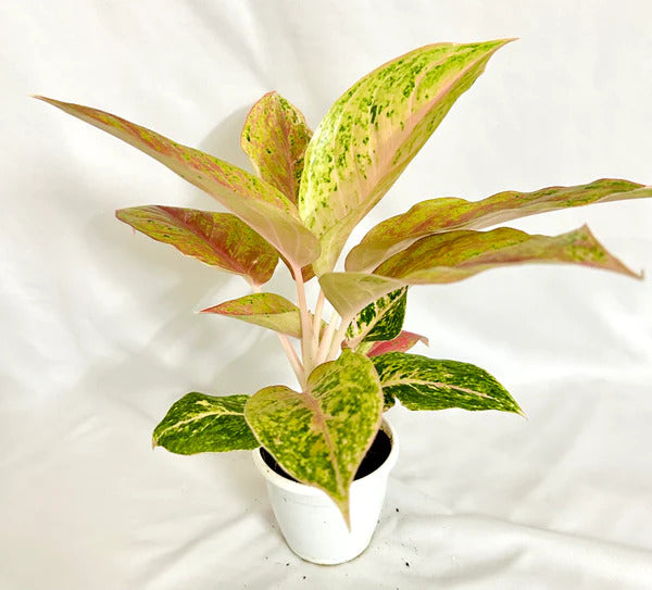 Aglaonema rotundum 'Spark' Live Plant-Green Paradise