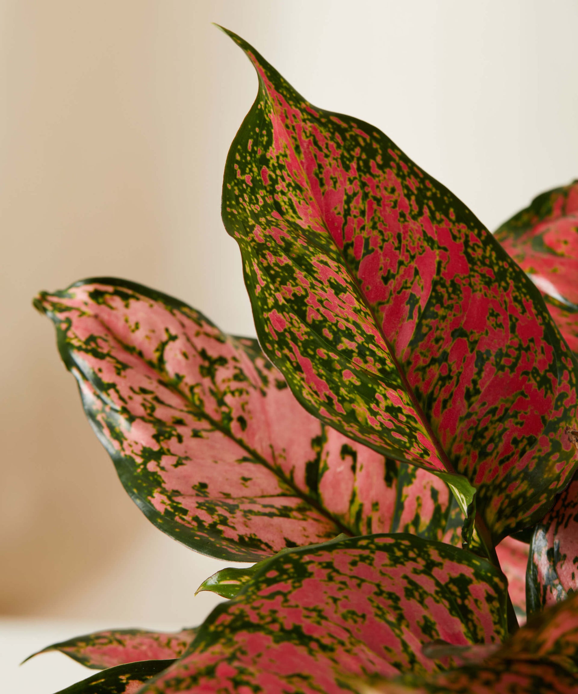 Aglaonema Rotundum 'Pink Dotted' Live Plant-Green Paradise