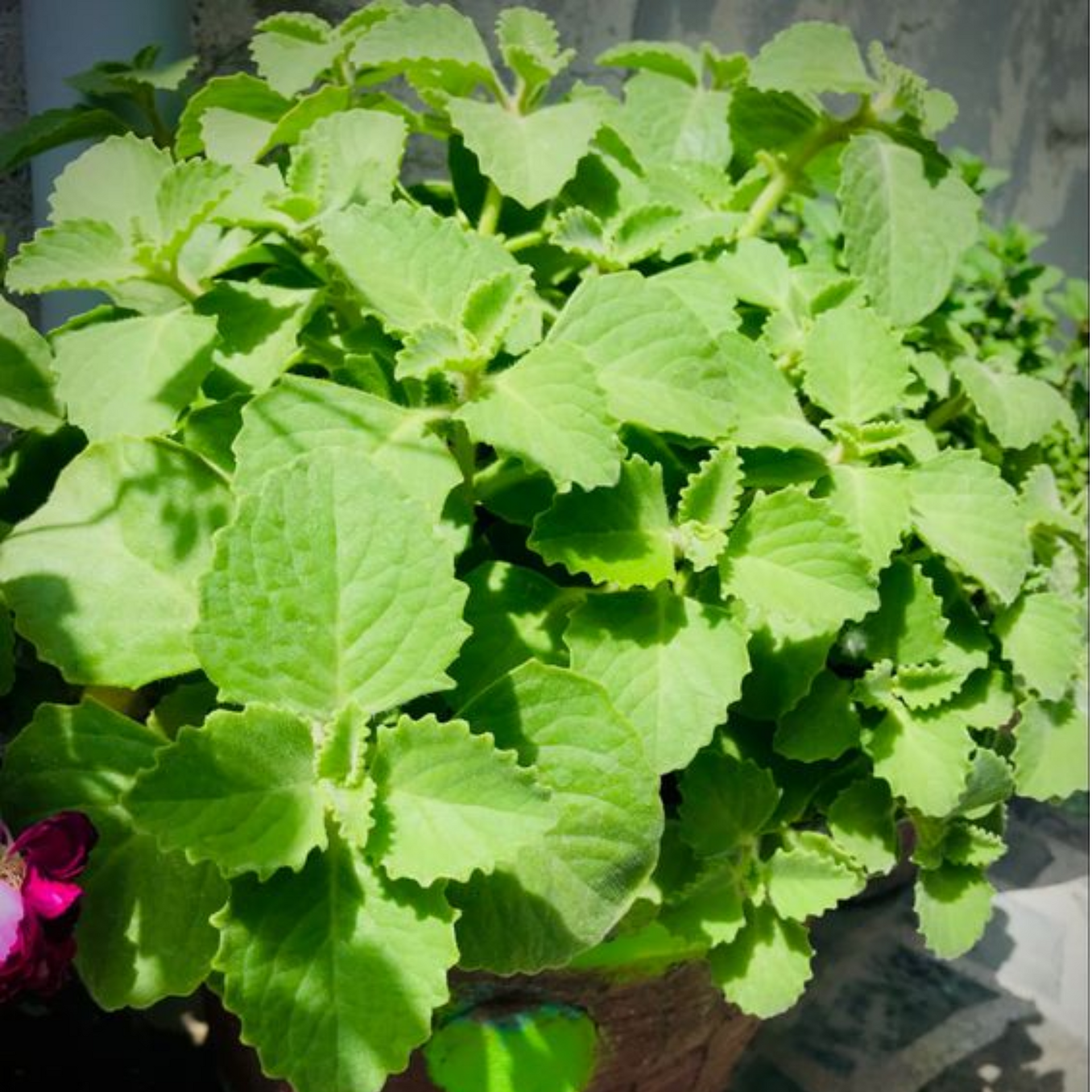 Green Paradise Ajwain Plant