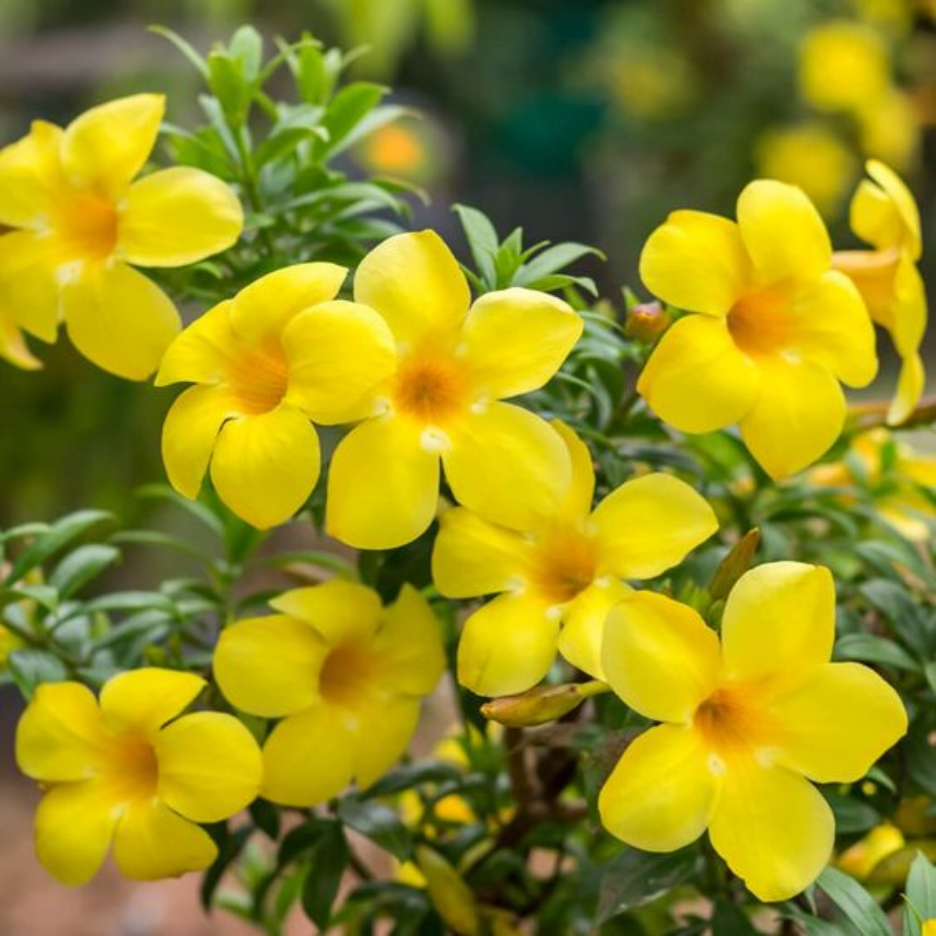 allamanda creeper Plant