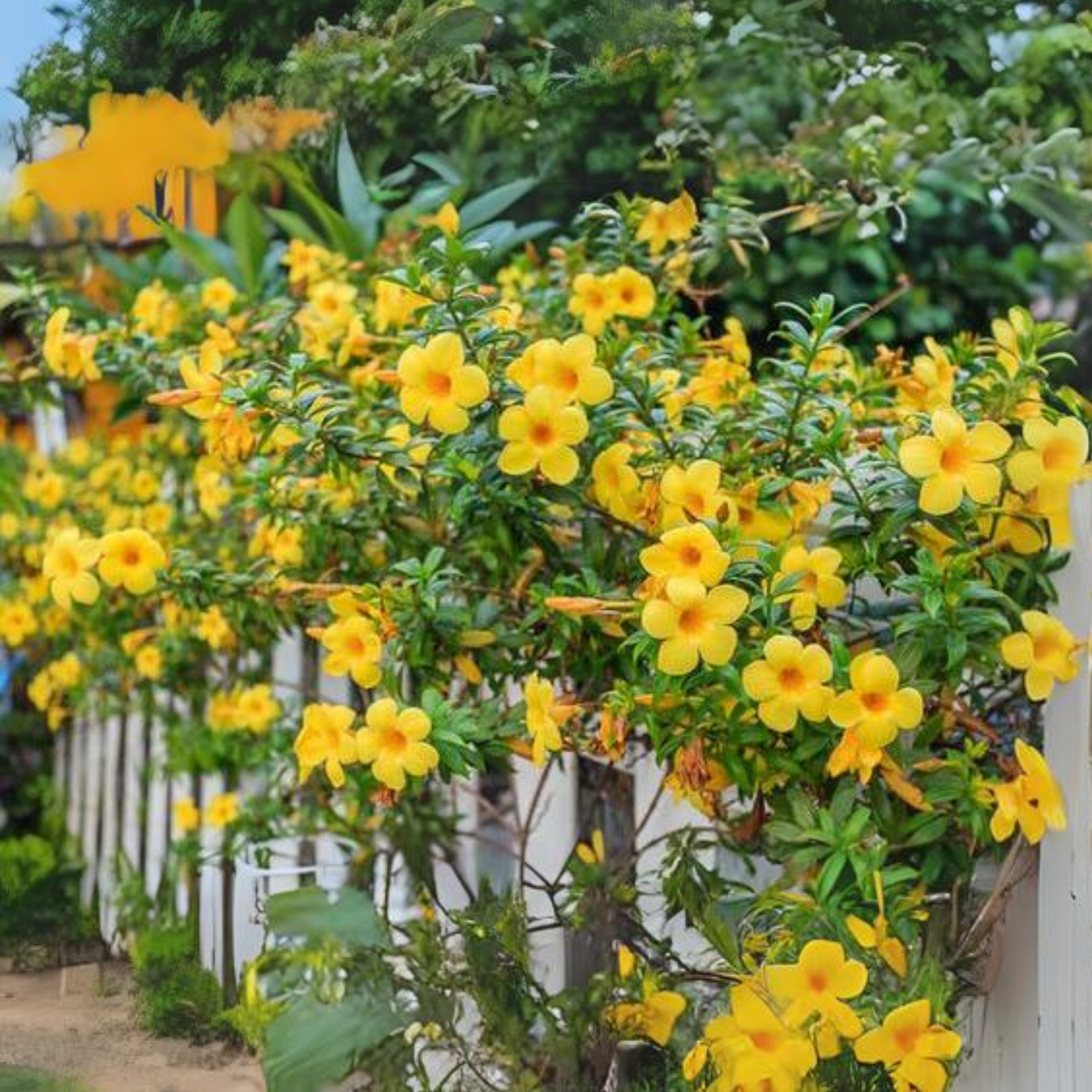 allamanda creeper Plant