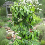 All Spices Live Plant