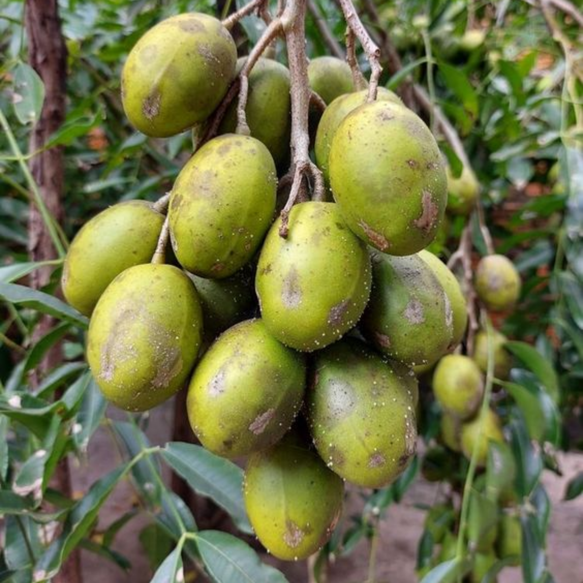 Green Paradise® Hog Plum Amra Spondias Mombin Fruit Ambada  Live Grafted Plant With Polybag