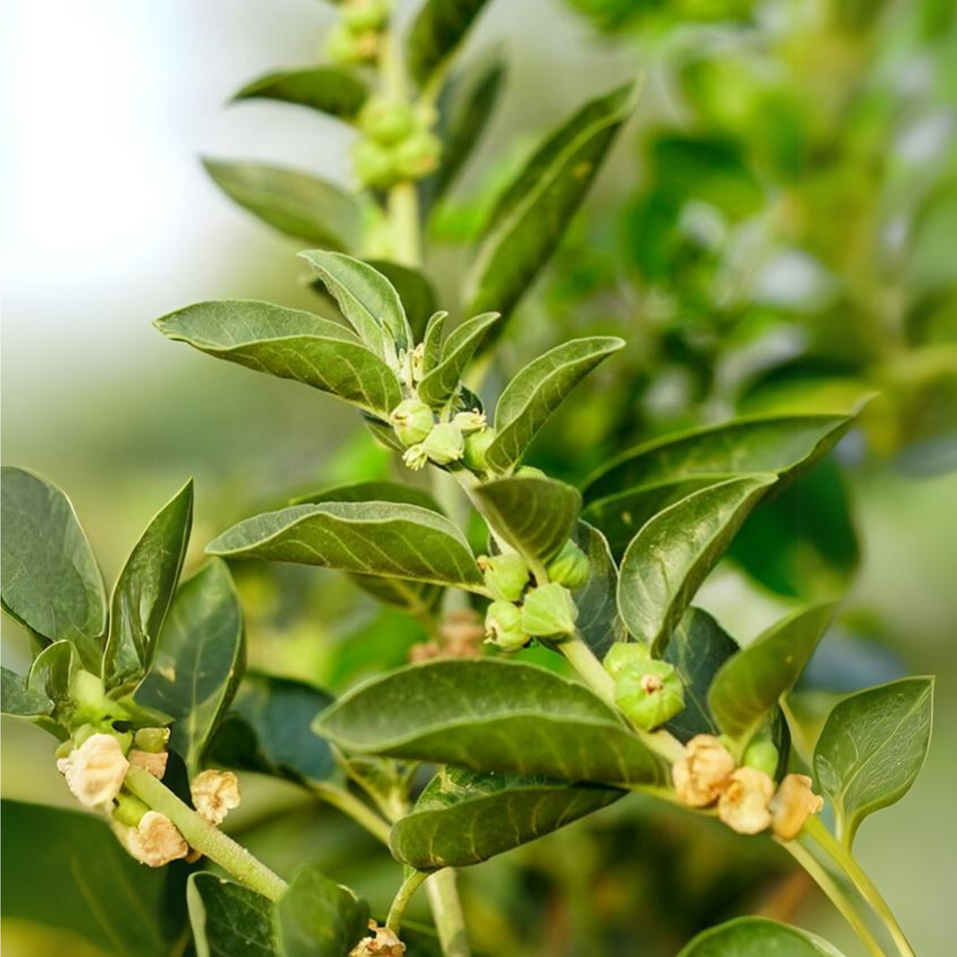 Ashwagandha plant