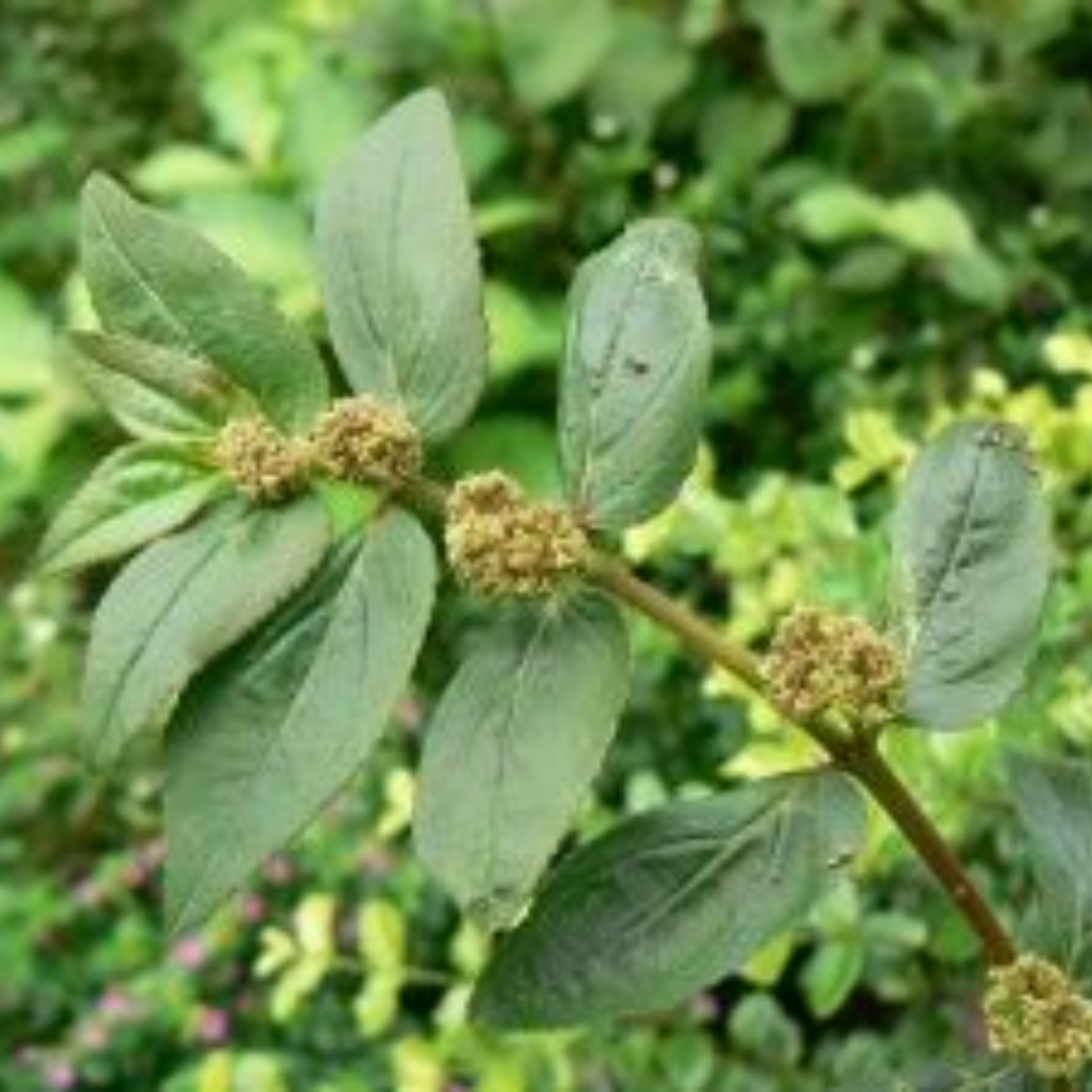 Ashwagandha plant