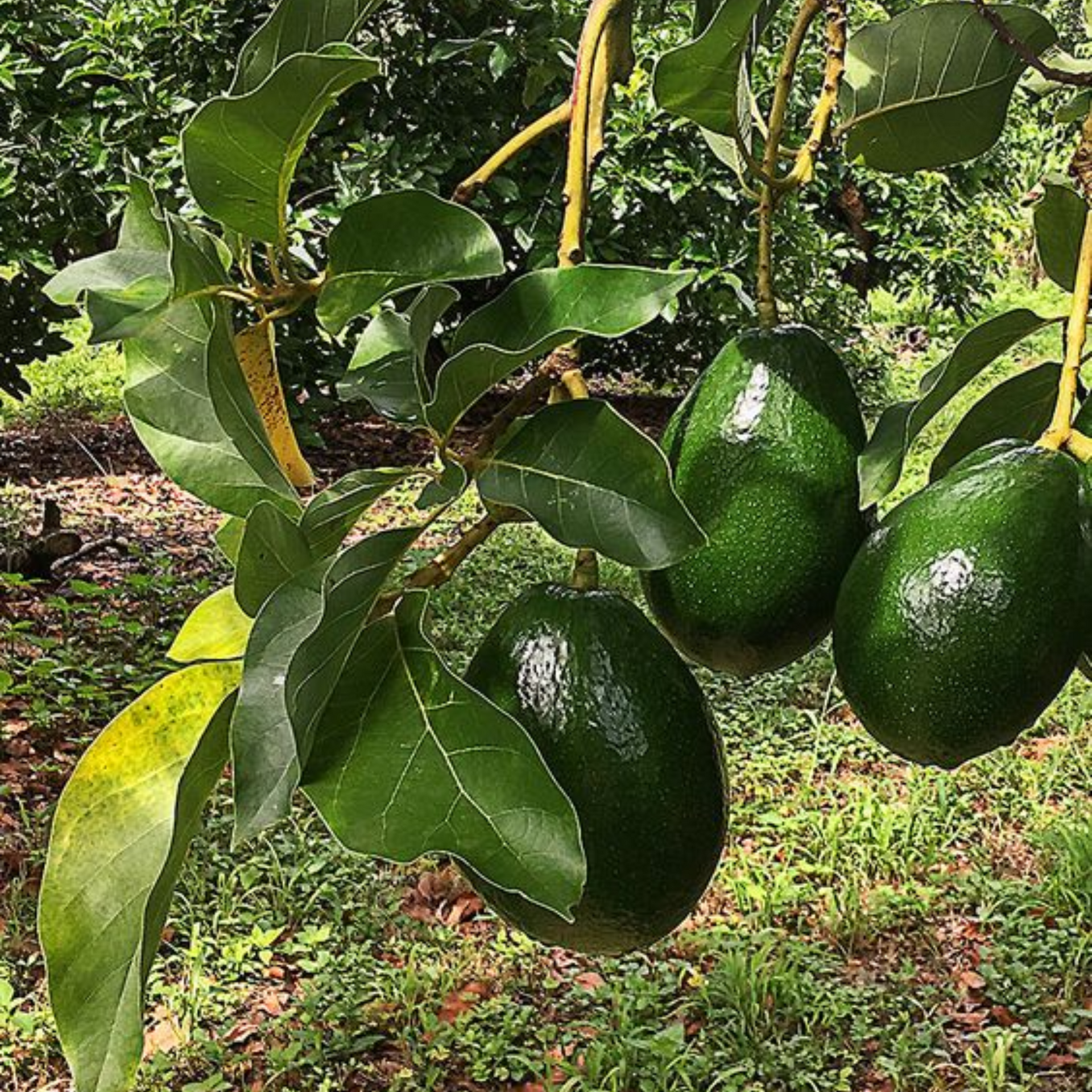 Avocado Fruit  Plant Grafted Healthy greenish - purple  Avacado Plant