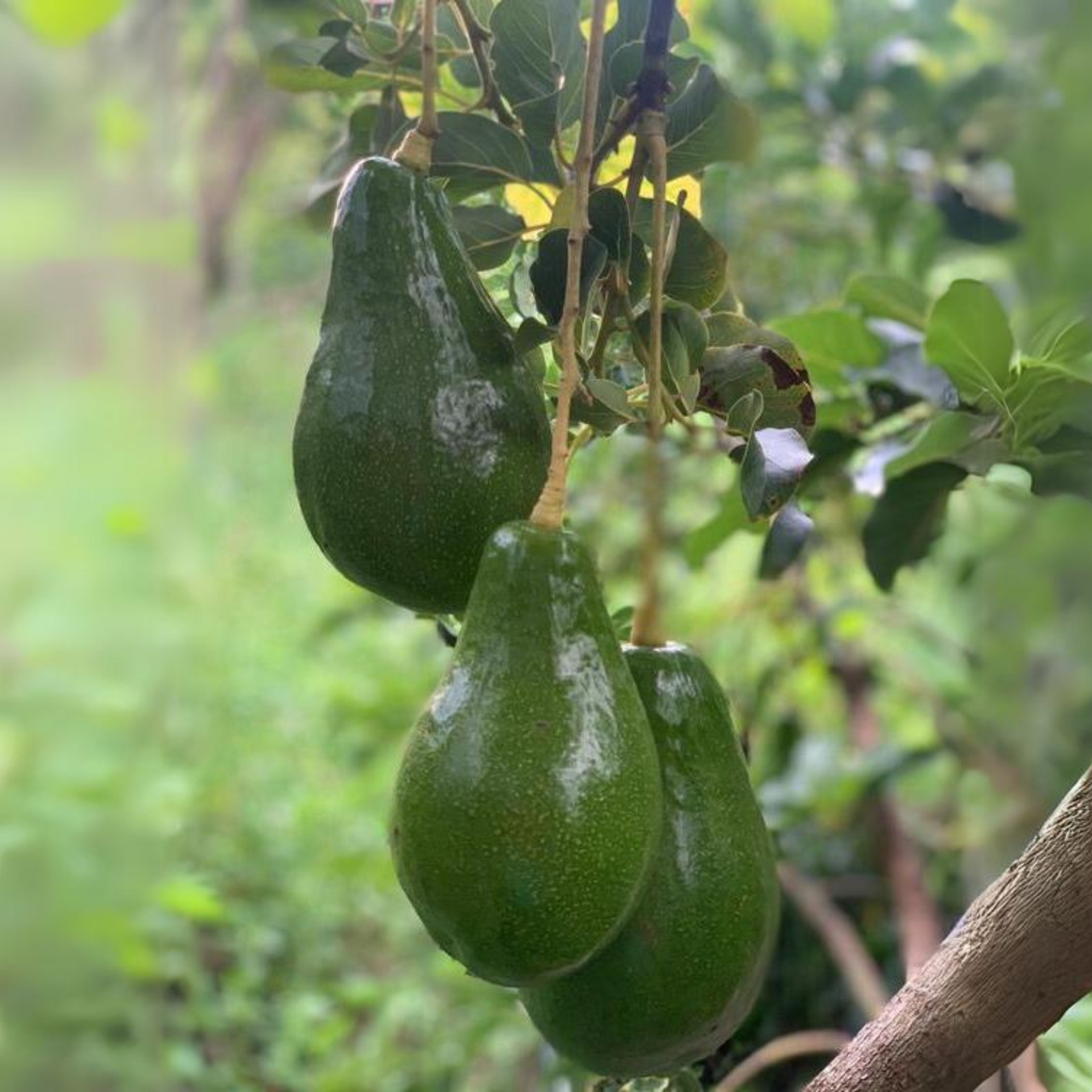 Avocado Fruit  Plant Grafted Healthy greenish - purple  Avacado Plant