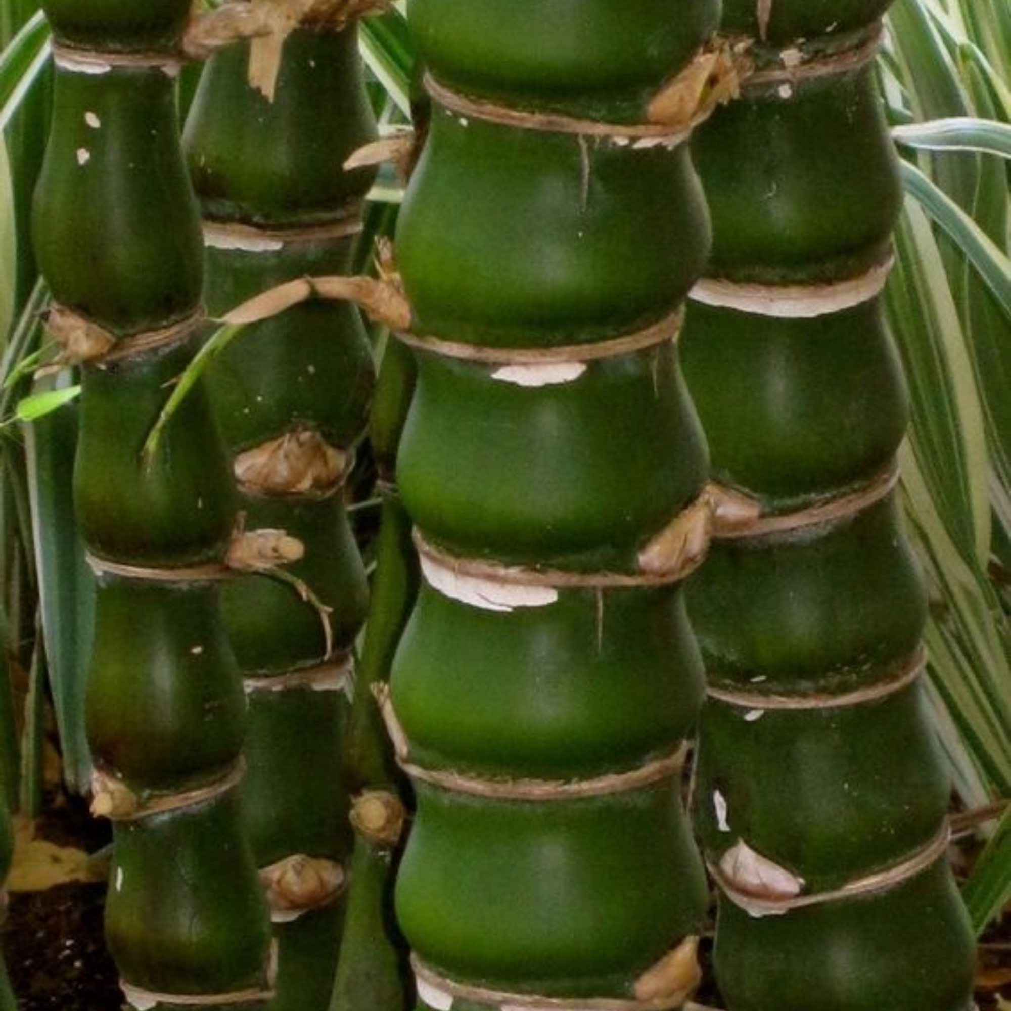 Buddha Belly Bamboo Plant Holy Fengsui Buddha Bamboo Live Plant In A Polybag