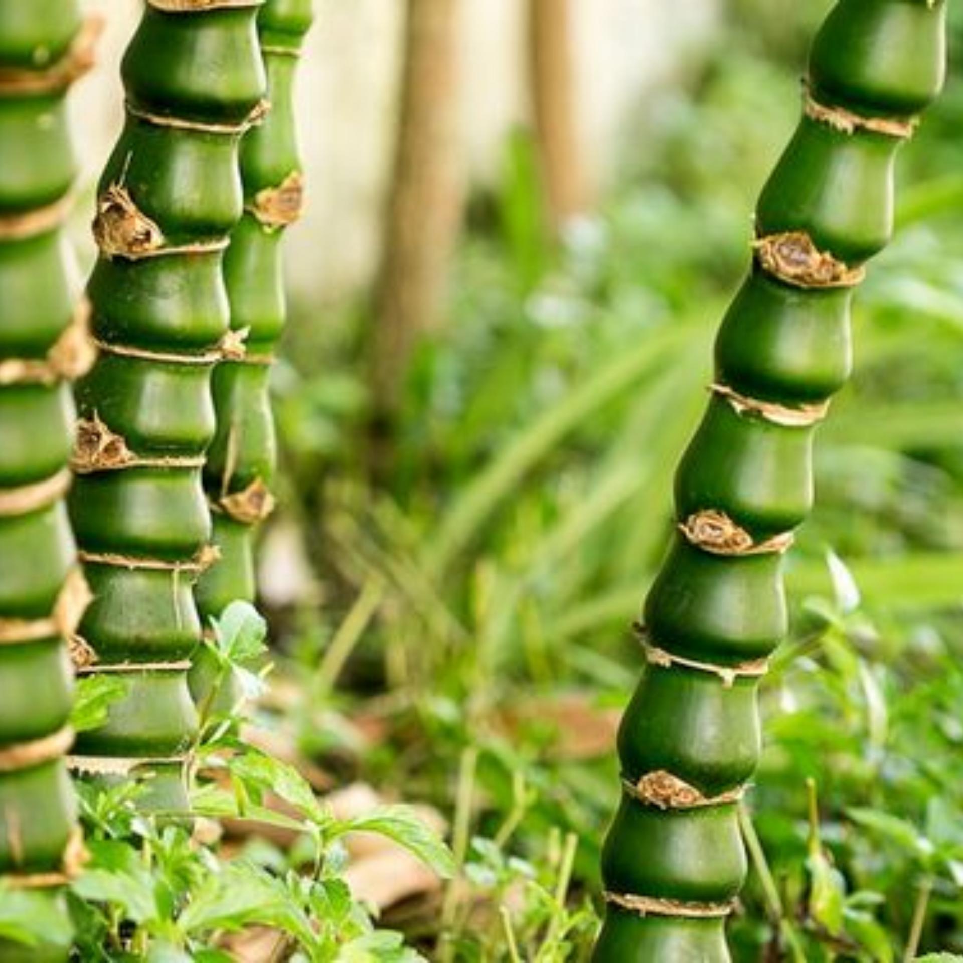 Buddha Belly Bamboo Plant Holy Fengsui Buddha Bamboo Live Plant In A Polybag