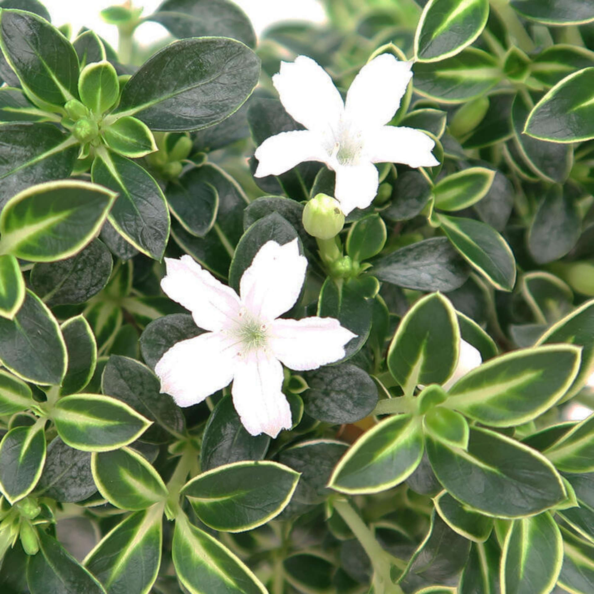 Snow Rose Serissa Pre Bonsai Plant With Plastic Pot