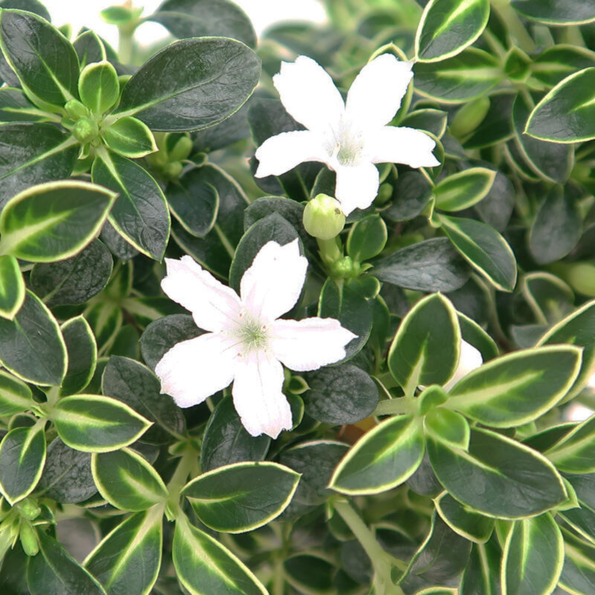 Snow Rose Serissa Pre Bonsai Plant With Plastic Pot