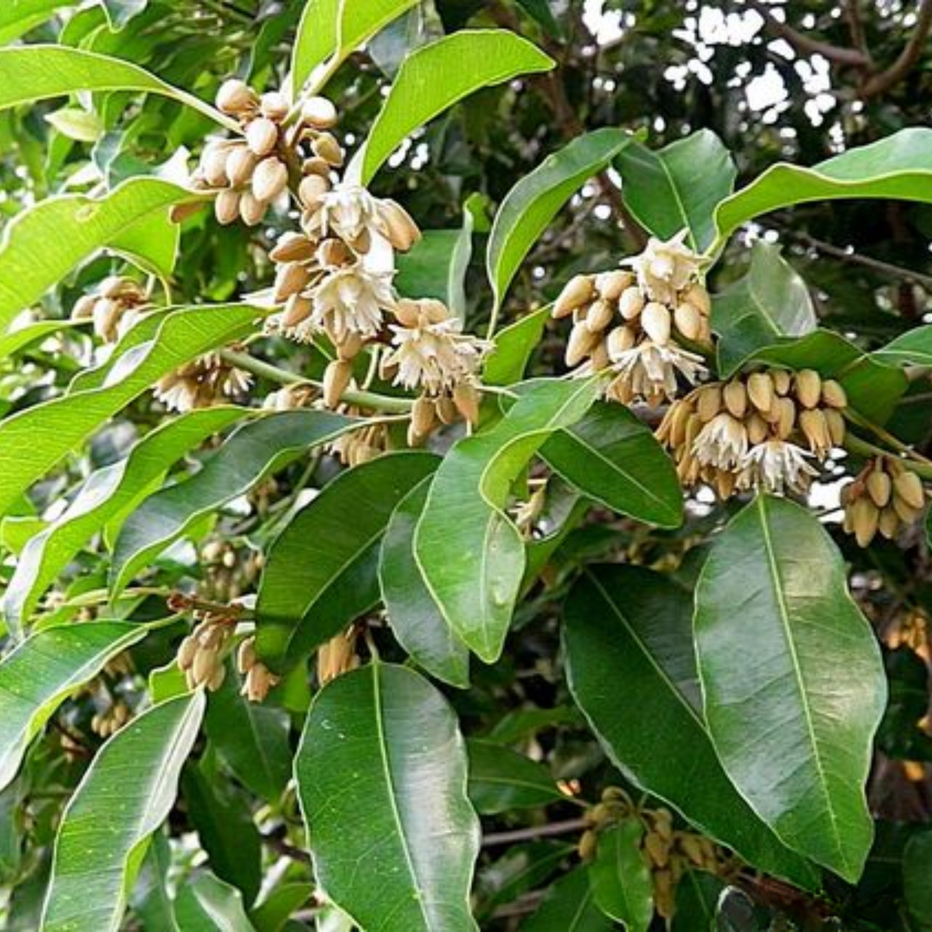 Bakul tree Mimusops elengi Borsalli Plant