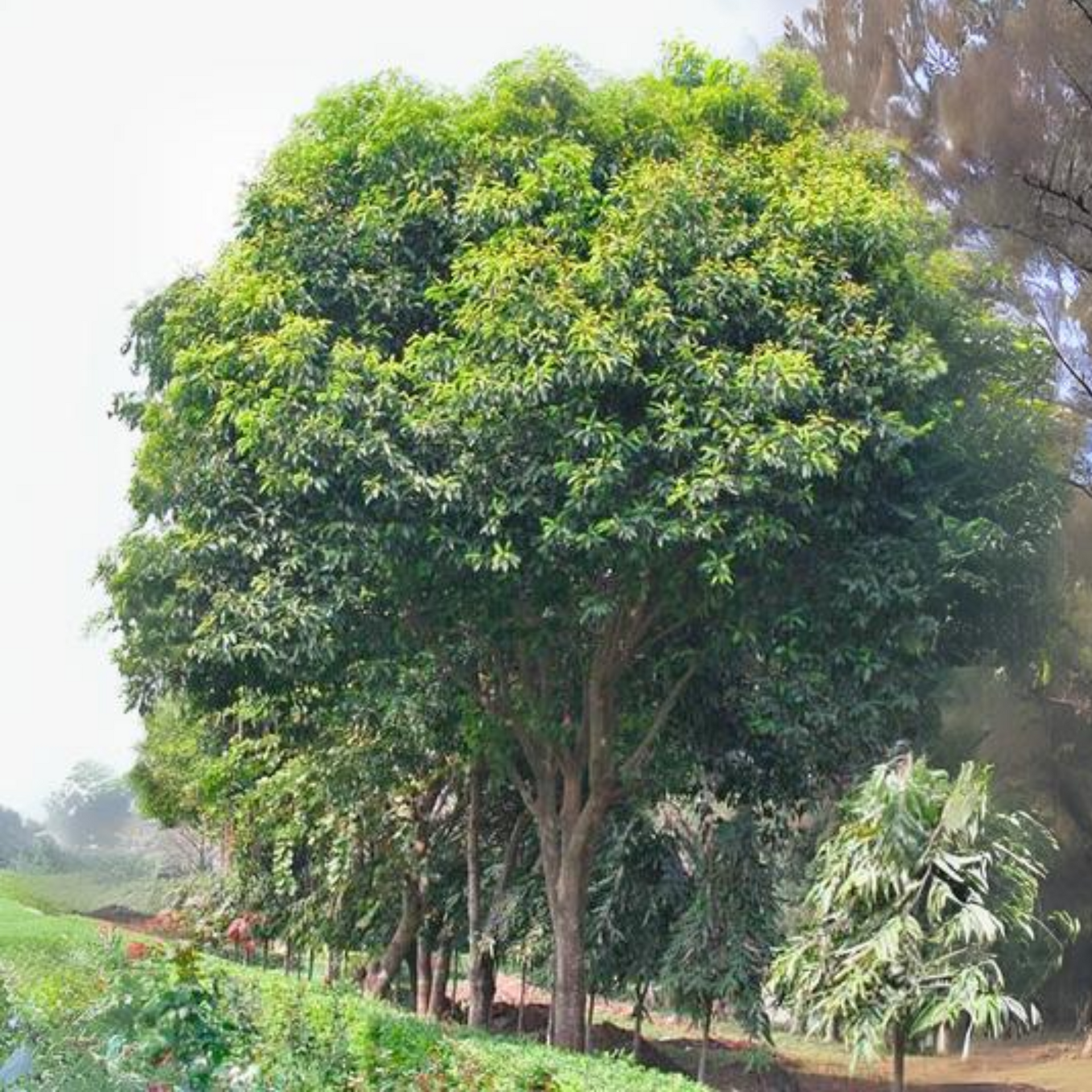 Bakul tree Mimusops elengi Borsalli Plant