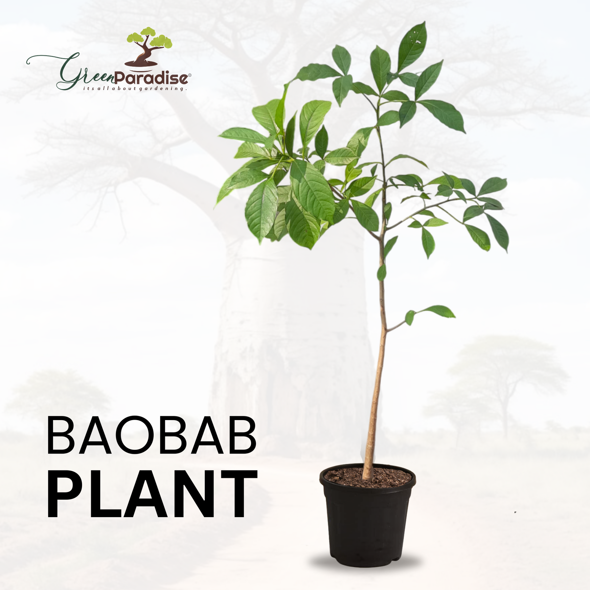 Rare Baobab Tree Mature (3 Years Old) Sapling Live Plant