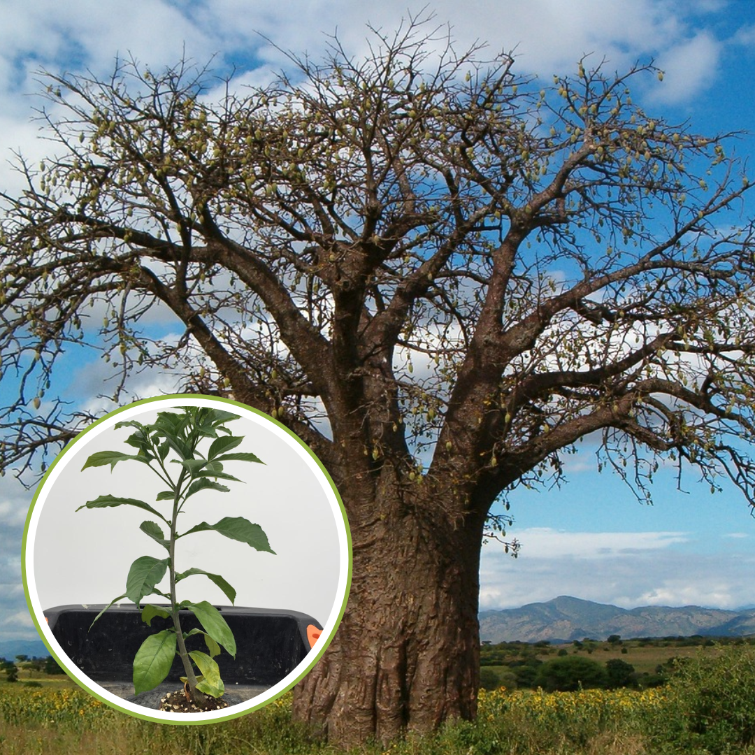 African Rare Baobab Seeds (Pack Of 15 Seeds) Bonsai Suitable High Quality seeds