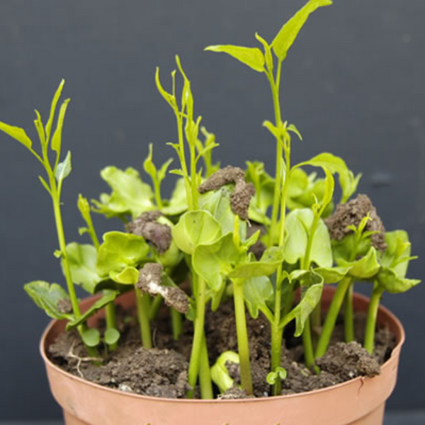 African Rare Baobab Seeds (Pack Of 15 Seeds) Bonsai Suitable High Quality seeds