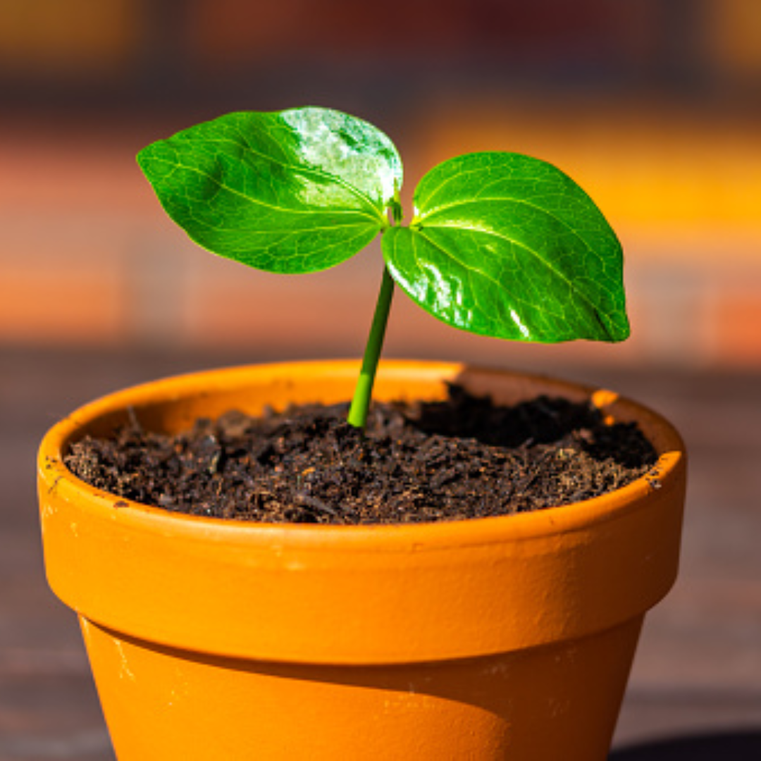 African Rare Baobab Seeds (Pack Of 15 Seeds) Bonsai Suitable High Quality seeds