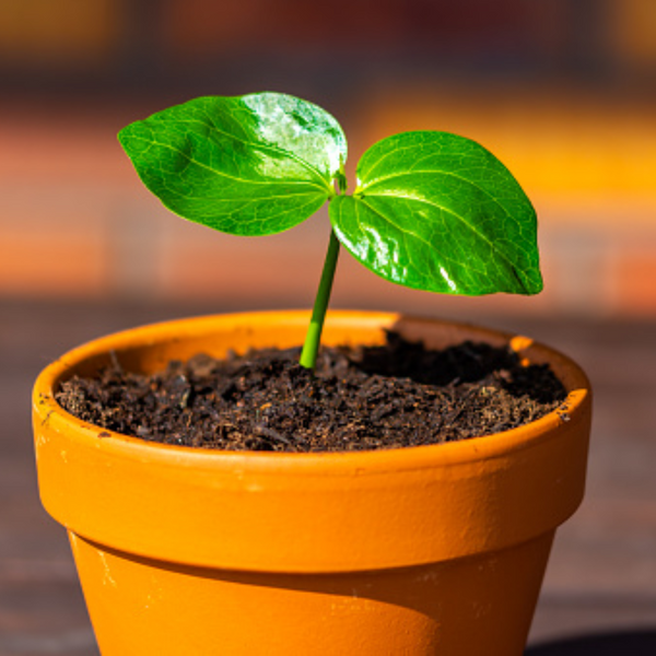 African Rare Baobab Seeds (Pack Of 15 Seeds) Bonsai Suitable High Quality seeds