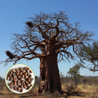 African Rare Baobab Seeds (Pack Of 15 Seeds) Bonsai Suitable High Quality seeds