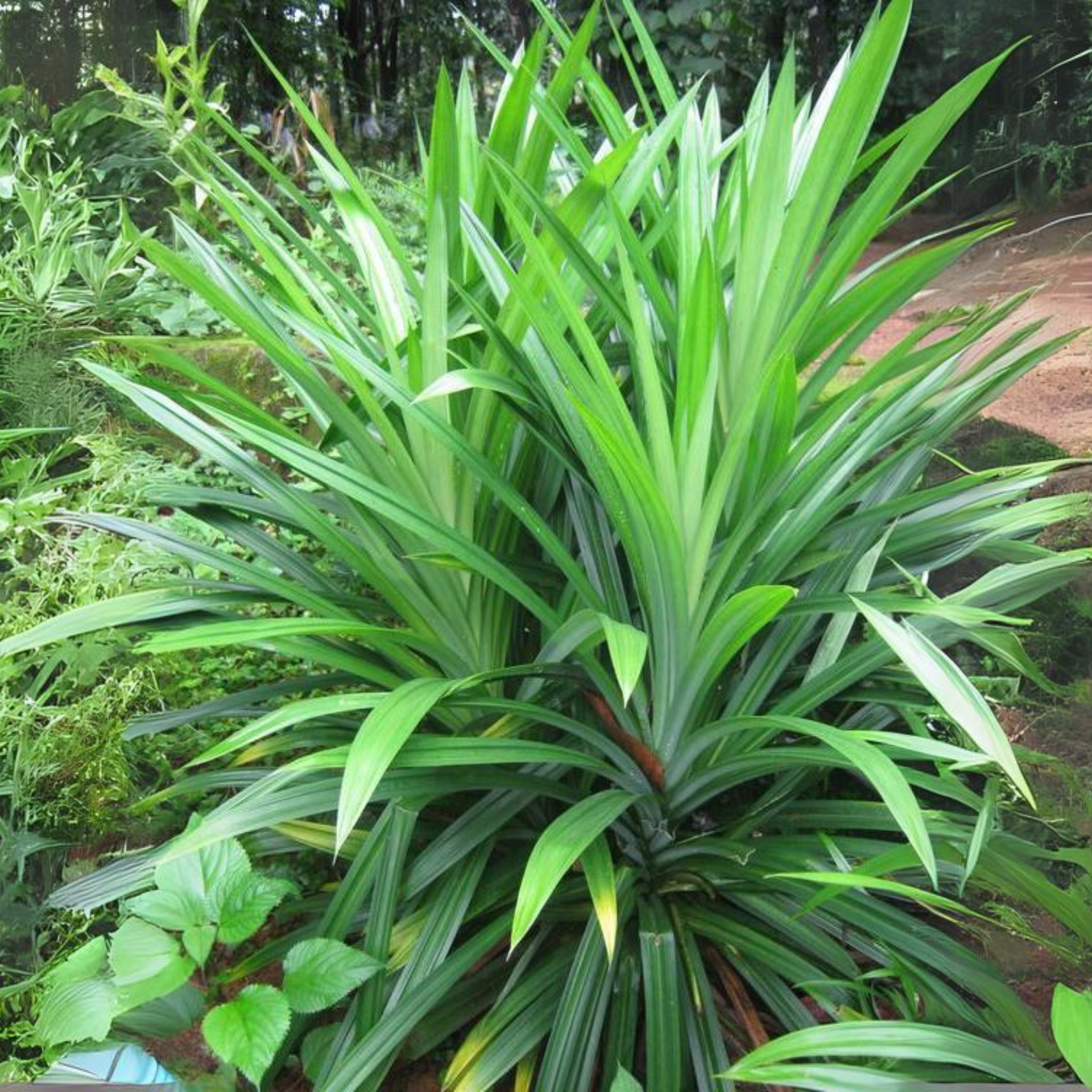 Pandanus Amaryllifolius Plant Pandan Plant Rambha Plant Biryani Leaves Plant Basmati Plant