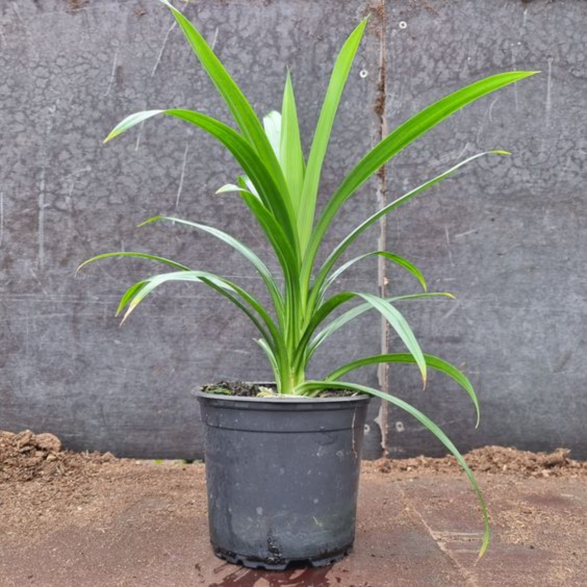 Pandanus Amaryllifolius Plant Pandan Plant Rambha Plant Biryani Leaves Plant Basmati Plant