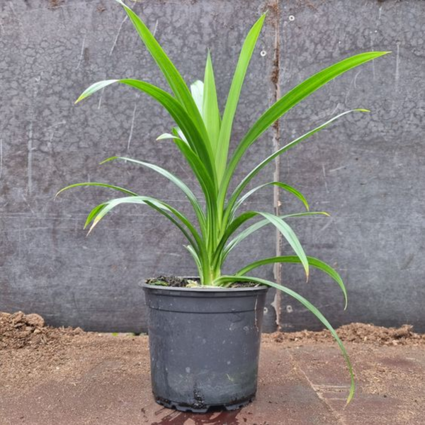 Pandanus Amaryllifolius Plant Pandan Plant Rambha Plant Biryani Leaves Plant Basmati Plant