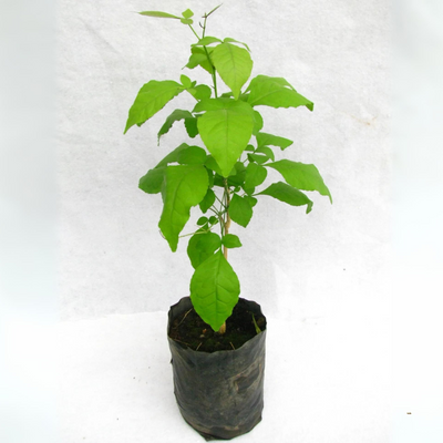 bel patra holy plant Aegle marmelos