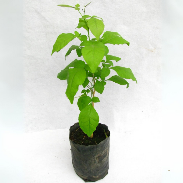 bel patra holy plant Aegle marmelos