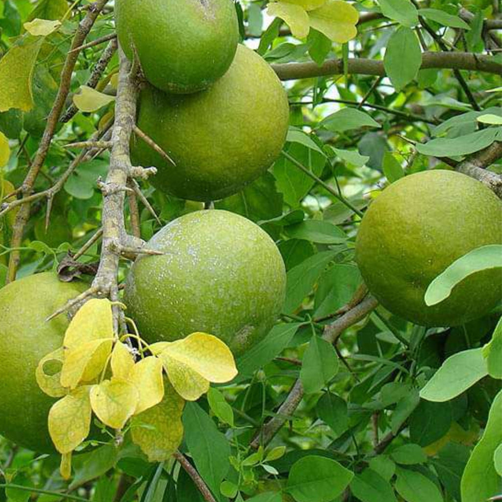 Green Paradise Bel Patra Aegle Marmelos Plant