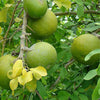 Bel Patra Aegle Marmelos Plant