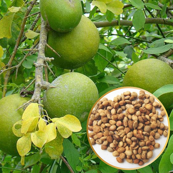 Green Paradise aegle marmelos seeds