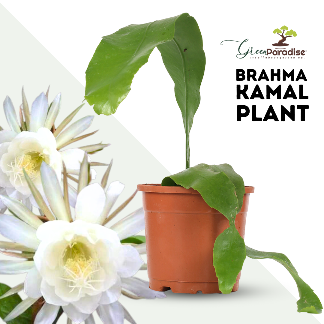 Brahma kamal Live Plant (Set of 2)