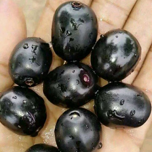 Live black plum Black Jamun Plant