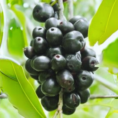 Live black plum Black Jamun Plant