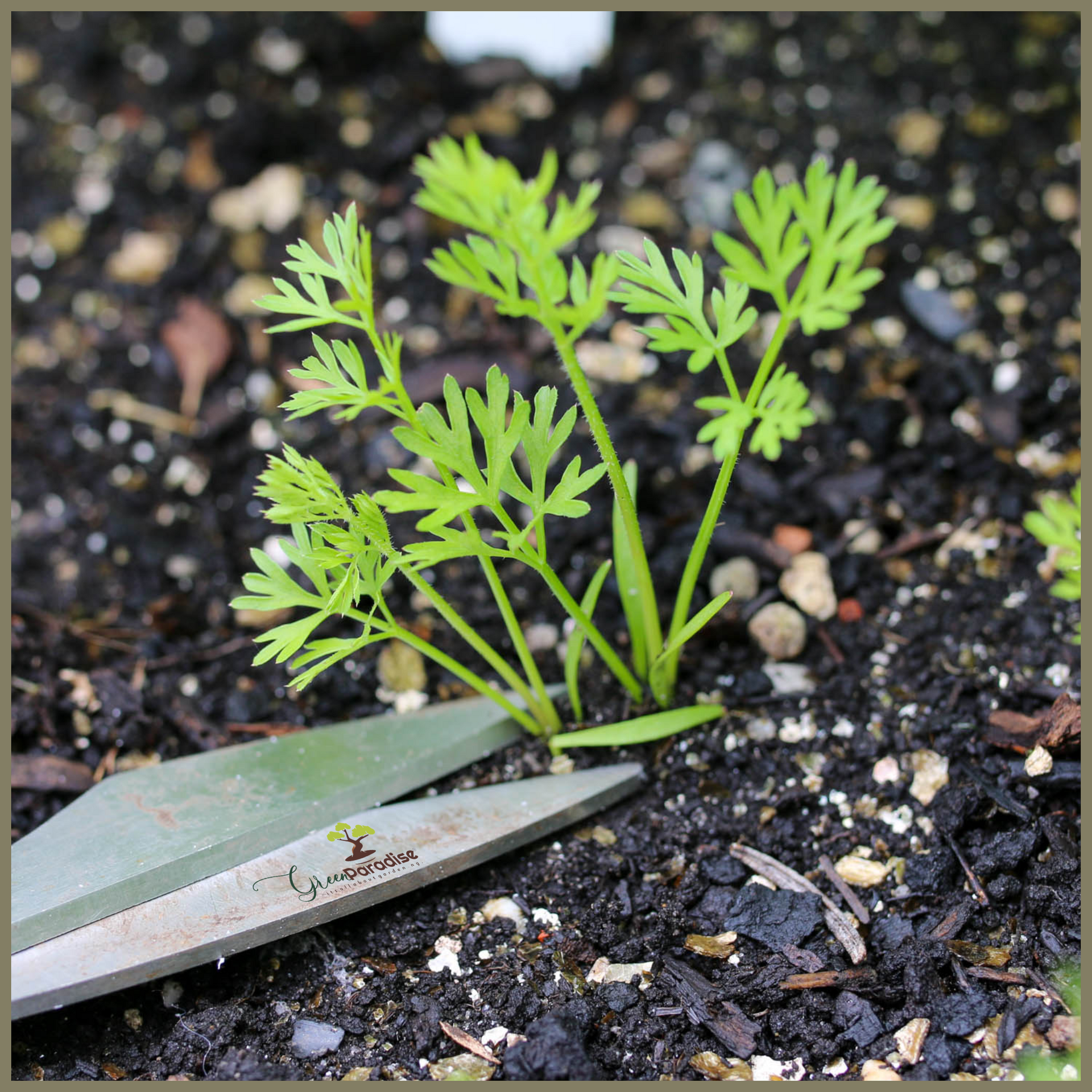 Green Paradise® F1 Hybrid Black Carrot Seeds Pack