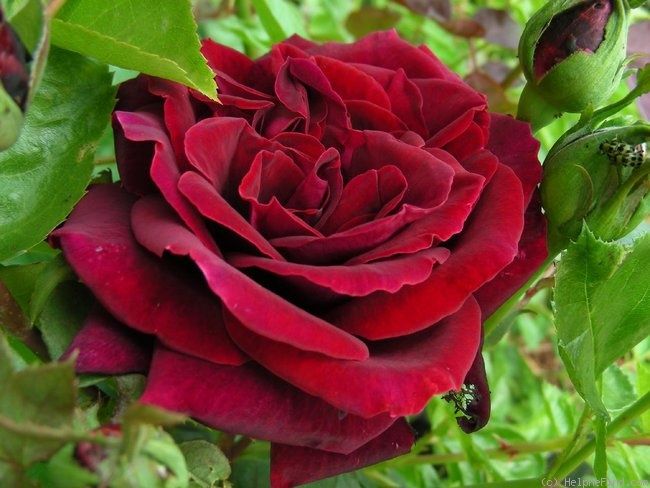 Black Lady Rose Live Plant - Buy Online