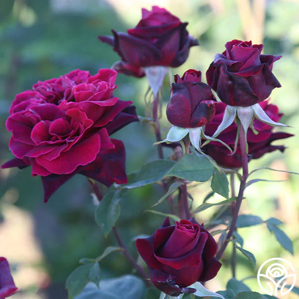 Black Lady Rose Live Plant - Buy Online
