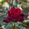 Black Lady Rose Live Plant - Buy Online