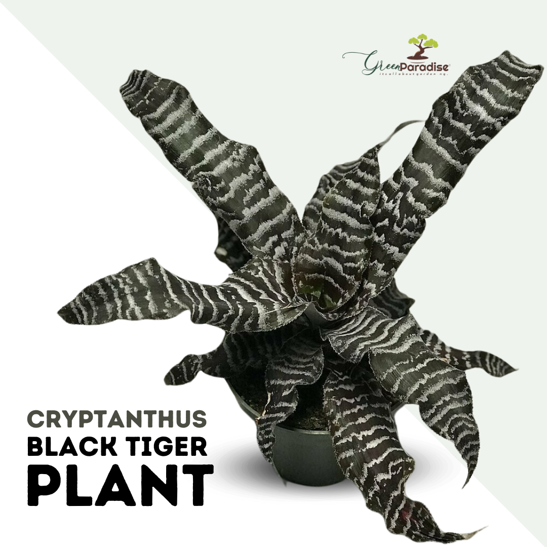Cryptanthus Black Tiger Very Rare Colour Exotic Live Indoor Plant