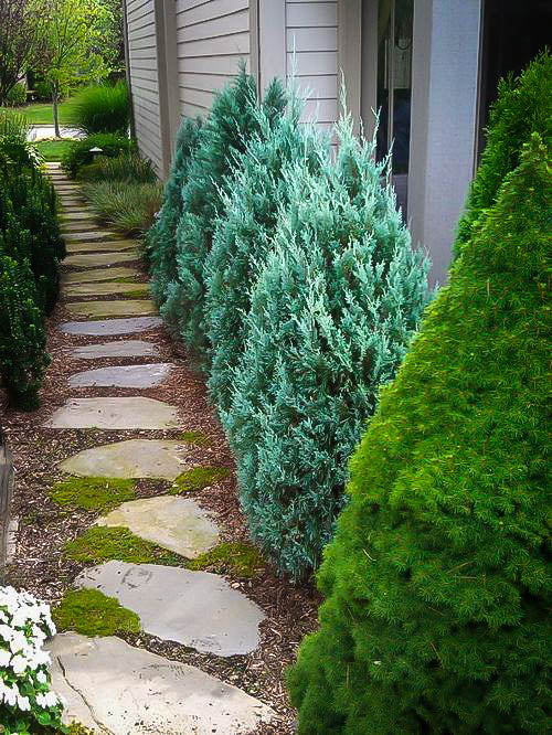 Green Paradise® Wichita Blue Juniper Live Plants