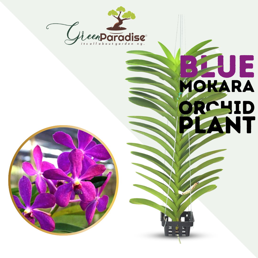 Jairak Blue Mokara Orchid