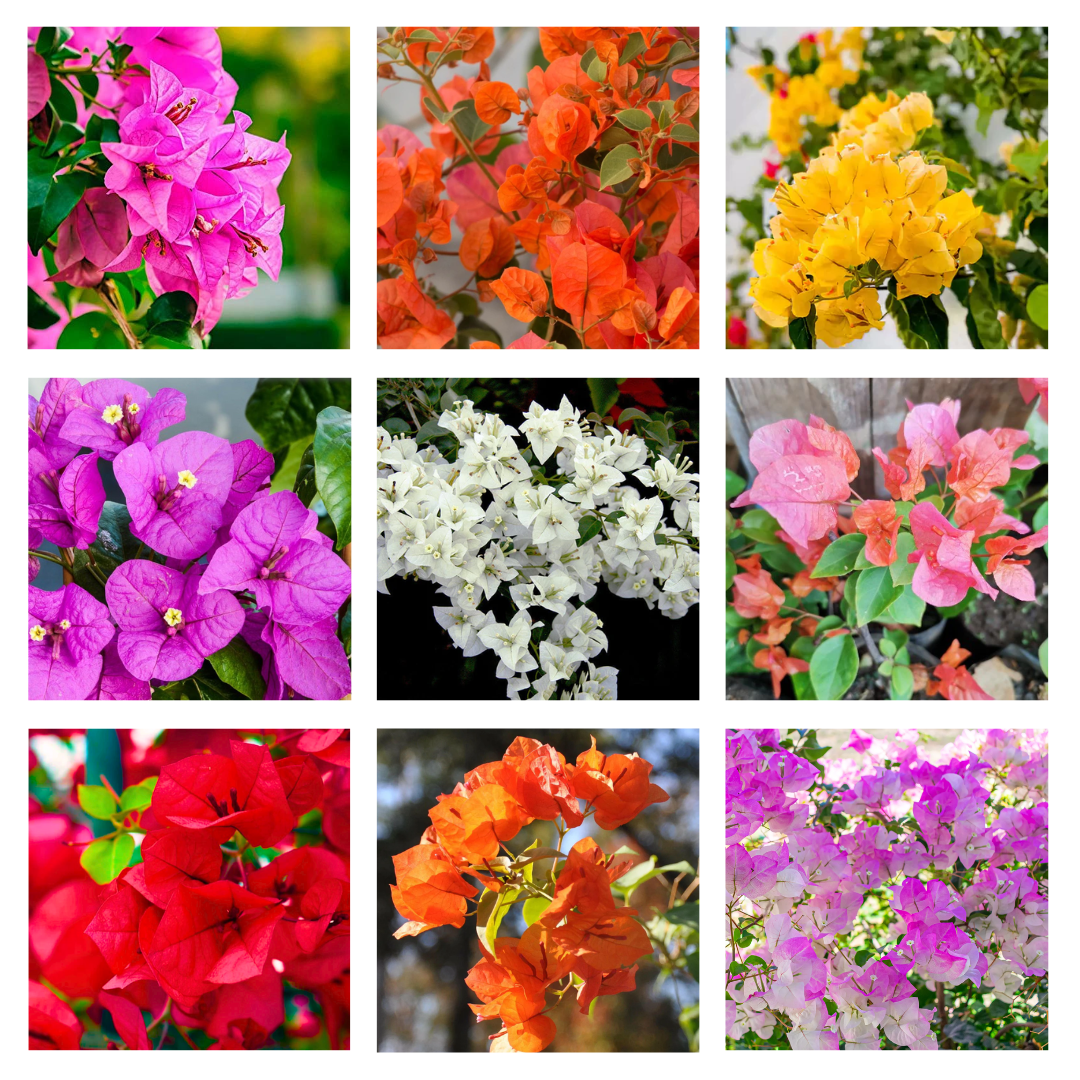 Bougainvillea sapling plants in random colors with poly bags