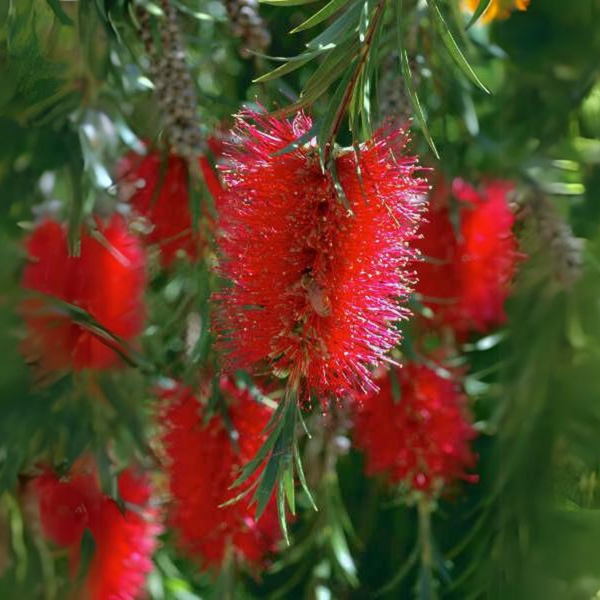 Bottle Brush (melalueca) Sapling Plant